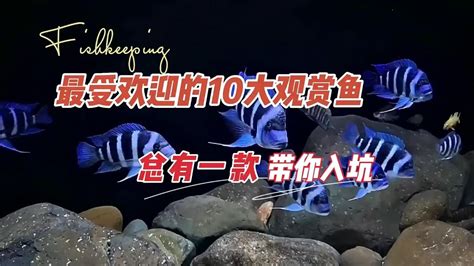 哪種魚最好養|2024年最受歡迎觀賞魚